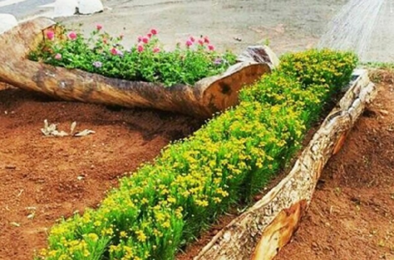 En Goiânia los árboles caídos se convirtieron en jardineras