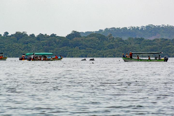 Cómo el turismo amenaza la supervivencia de los delfines en Panamá