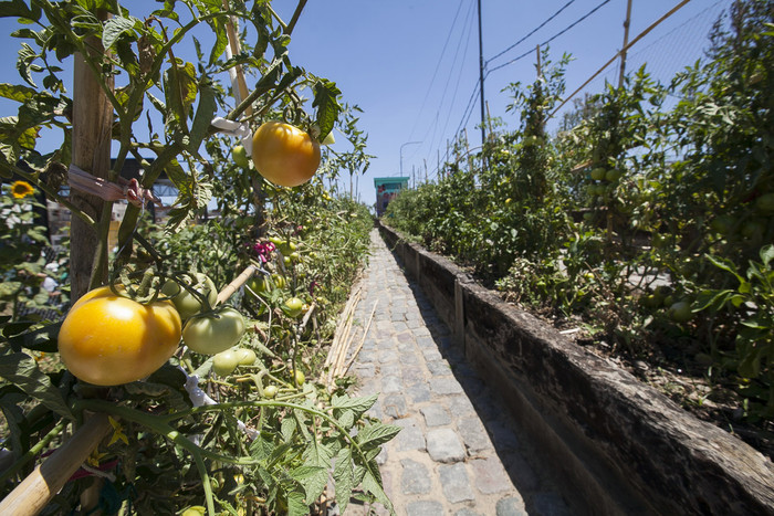 Terrazas de Cultivo, una alternativa ecológica y alimenticia en Buenos Aires