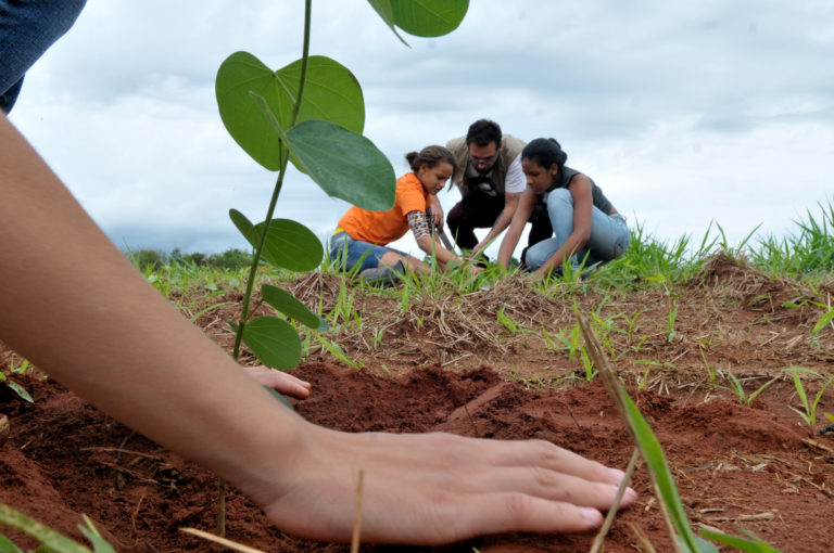 Paraguay Planta se aseguró los primeros mil árboles