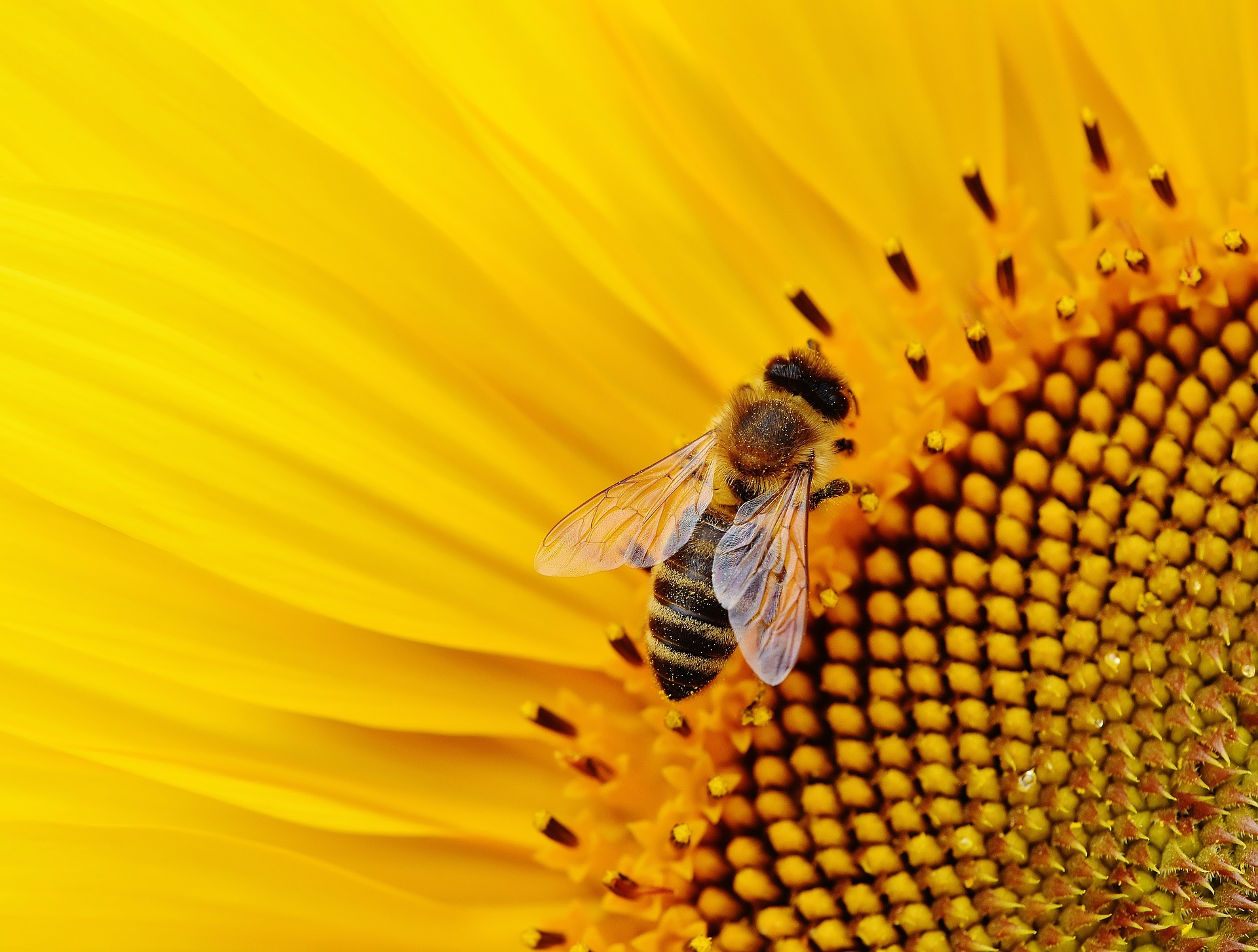 Si tenemos más abejas, habrá posibilidades de salvar el planeta