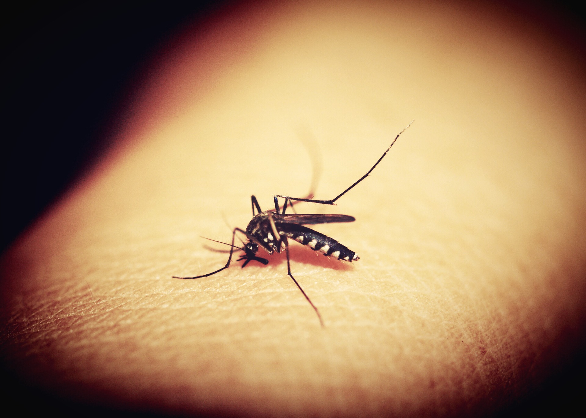 El cambio climático promueve la propagación de mosquitos y virus entre países y ciudades