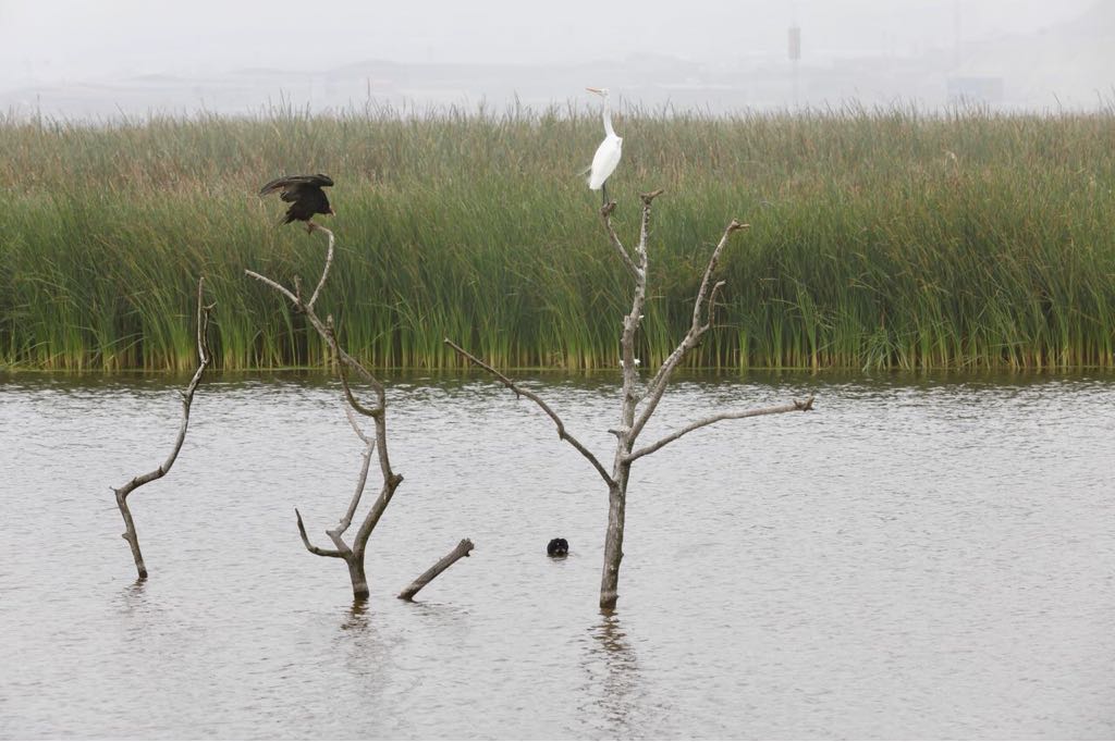 En los Pantanos de Villa, Lima promueve el cuidado de las aves