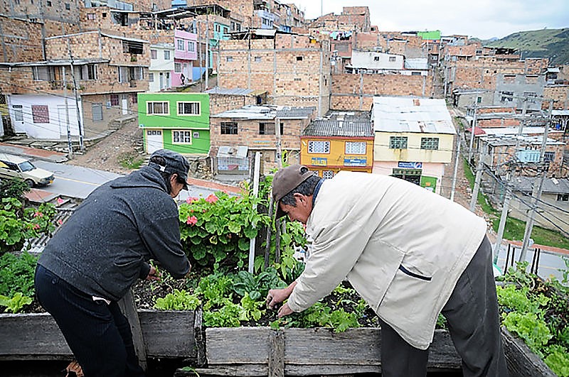 Agricultura urbana en Bogotá, a cargo de las mujeres