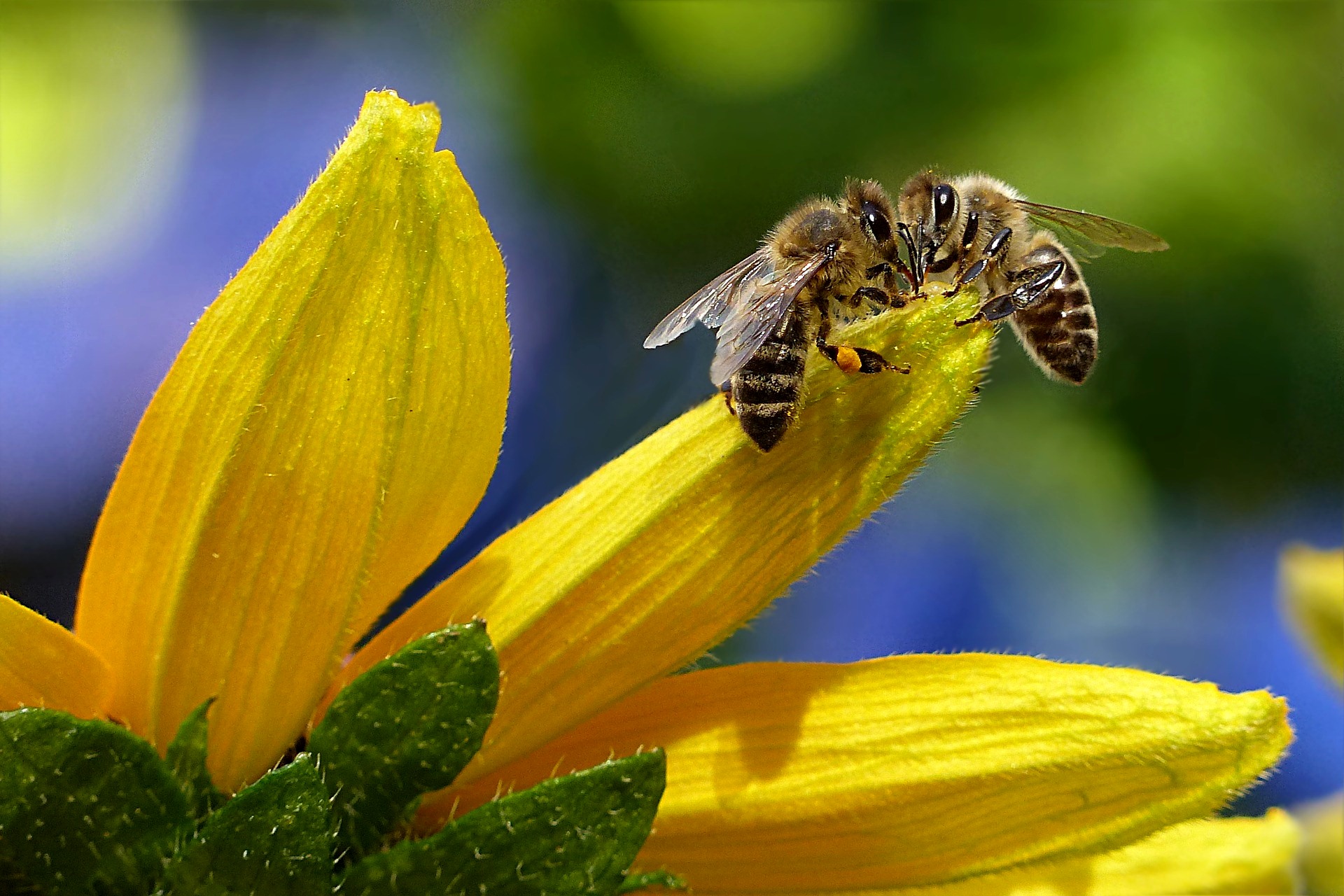 Los plaguicidas y la poca variedad de plantas están matando las abejas