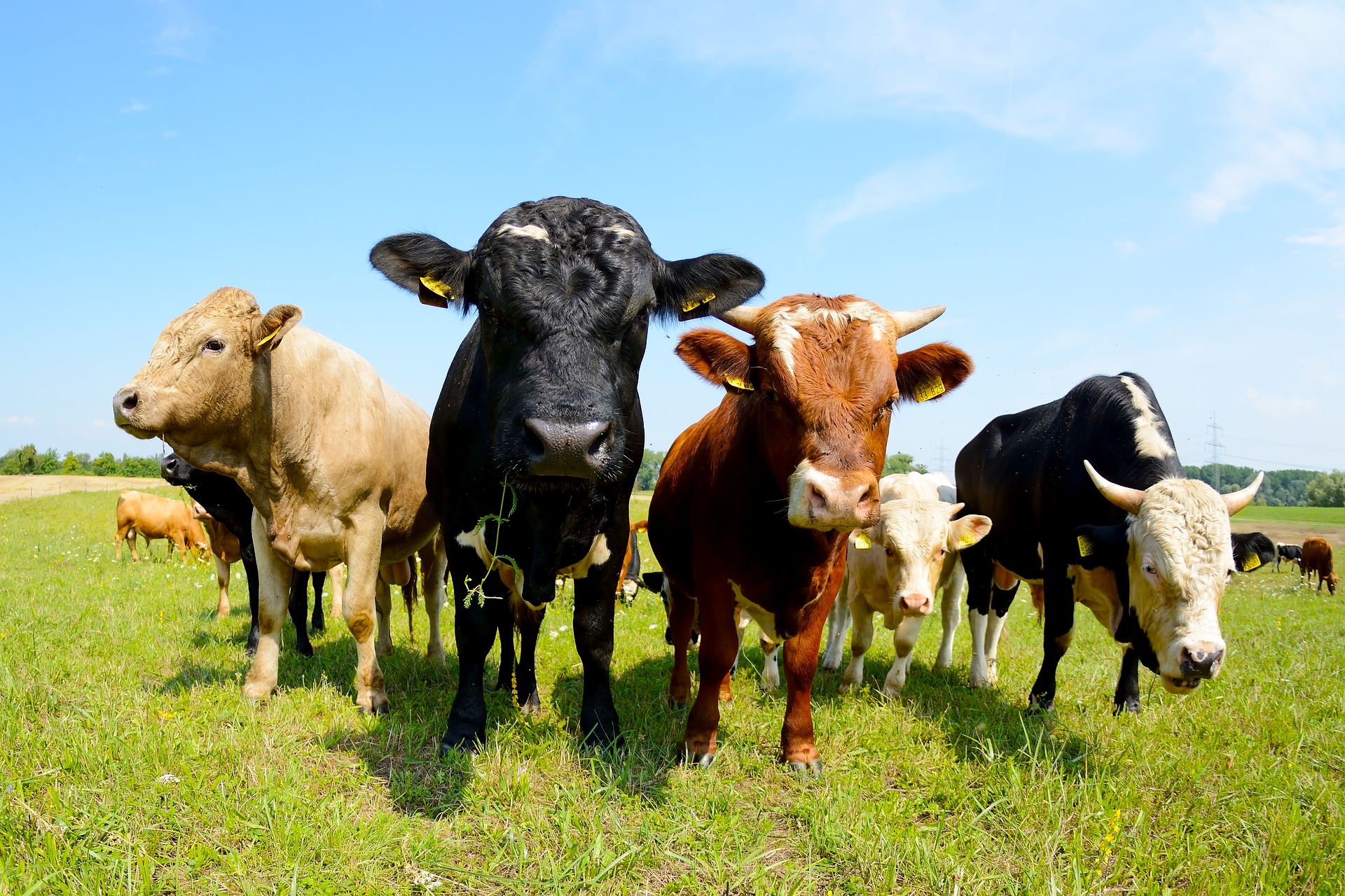 Es urgente reducir el consumo de carne y lácteos para cumplir los objetivos climáticos