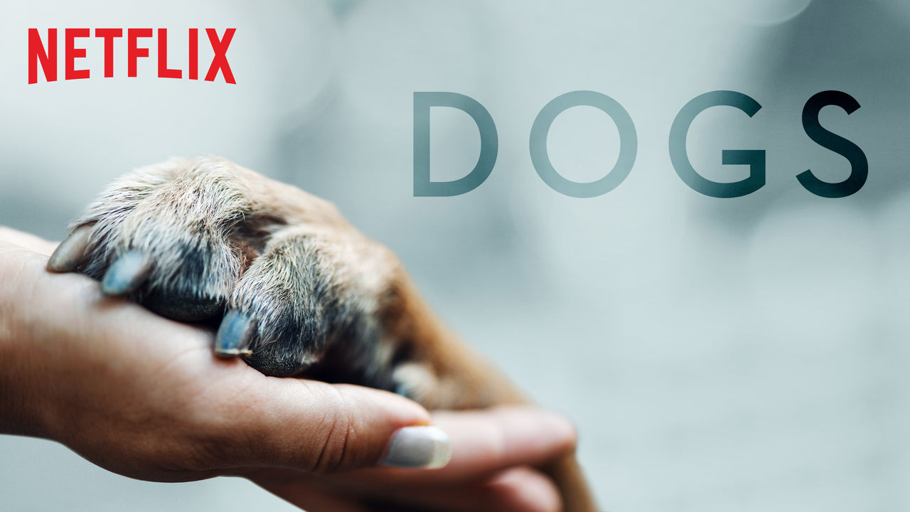 Dogs: mascotas que son ya nuestra familia