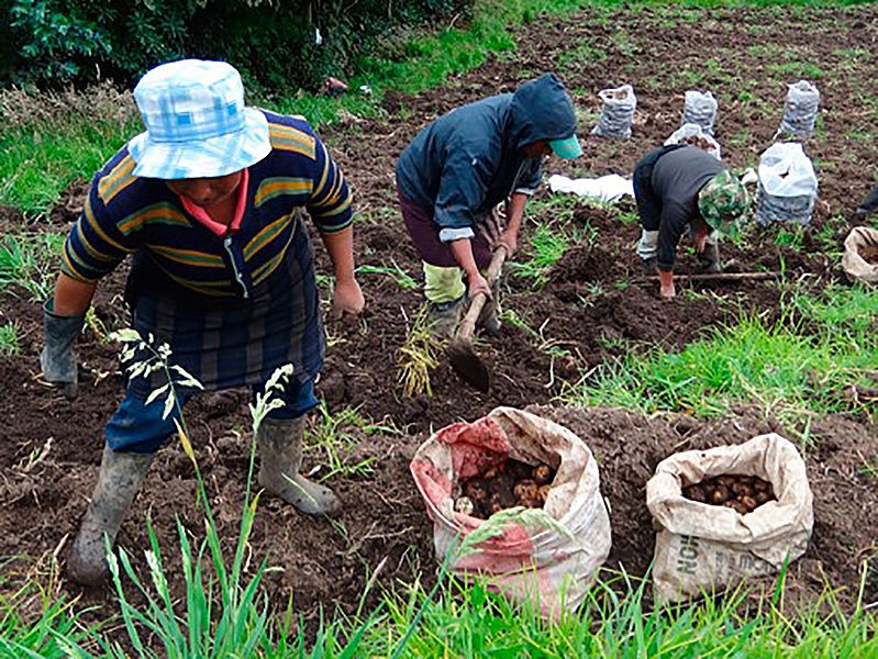 Preocupa la seguridad alimentaria de los campesinos en Pasto