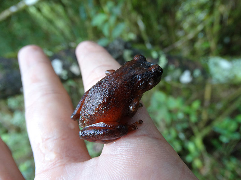 Ranas andinas de Colombia, cada vez con menos territorio