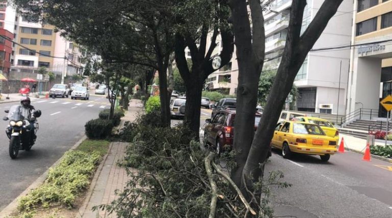 Atención en Quito por podas realizadas sin permiso oficial