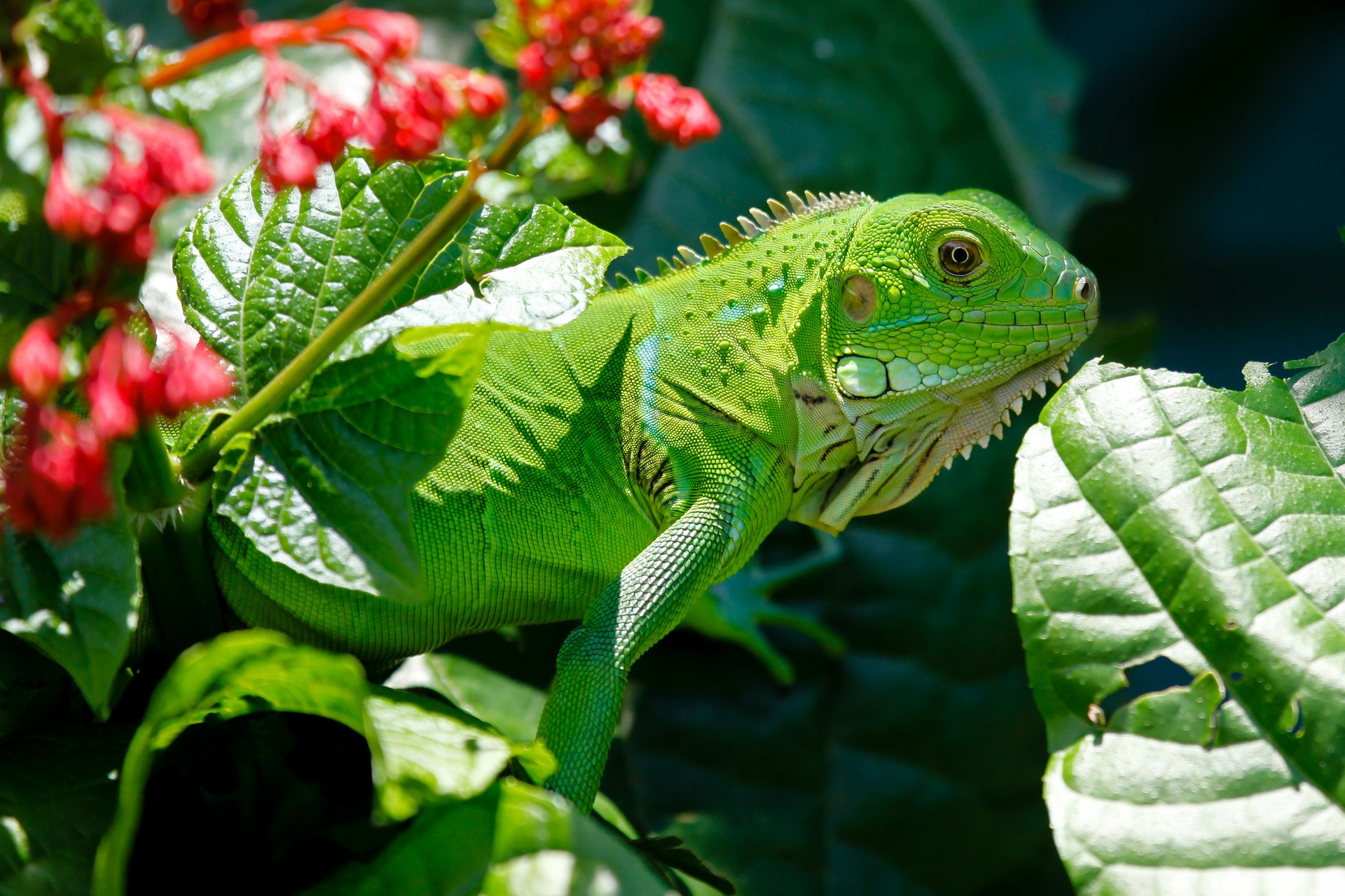 El cambio climático puede alterar las interacciones ecológicas entre especies