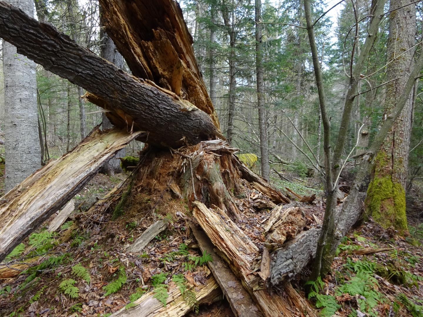 Los bosques más viejos resisten el cambio climático