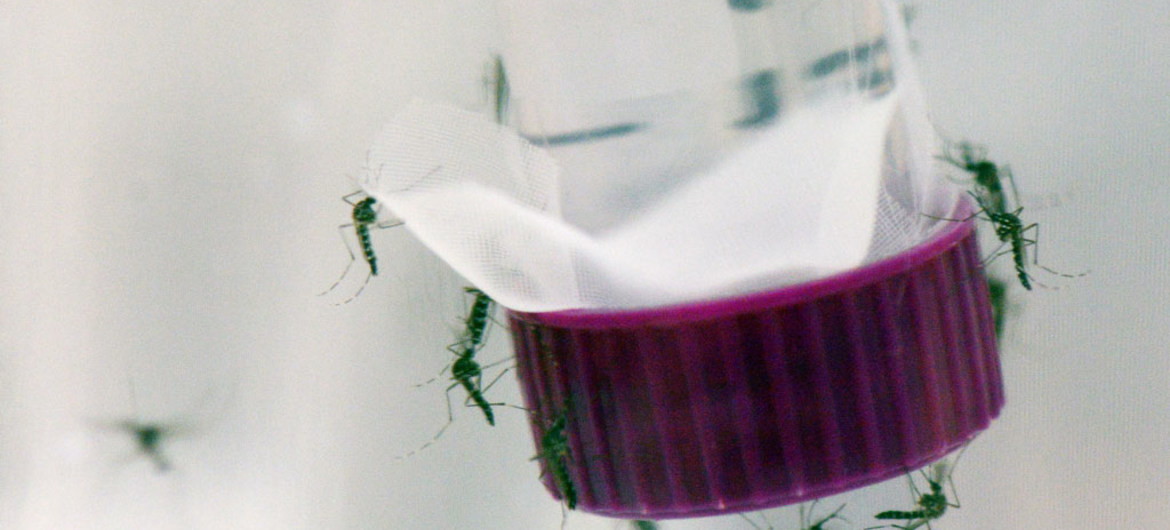 Alerta por aumento de casos de dengue en la región