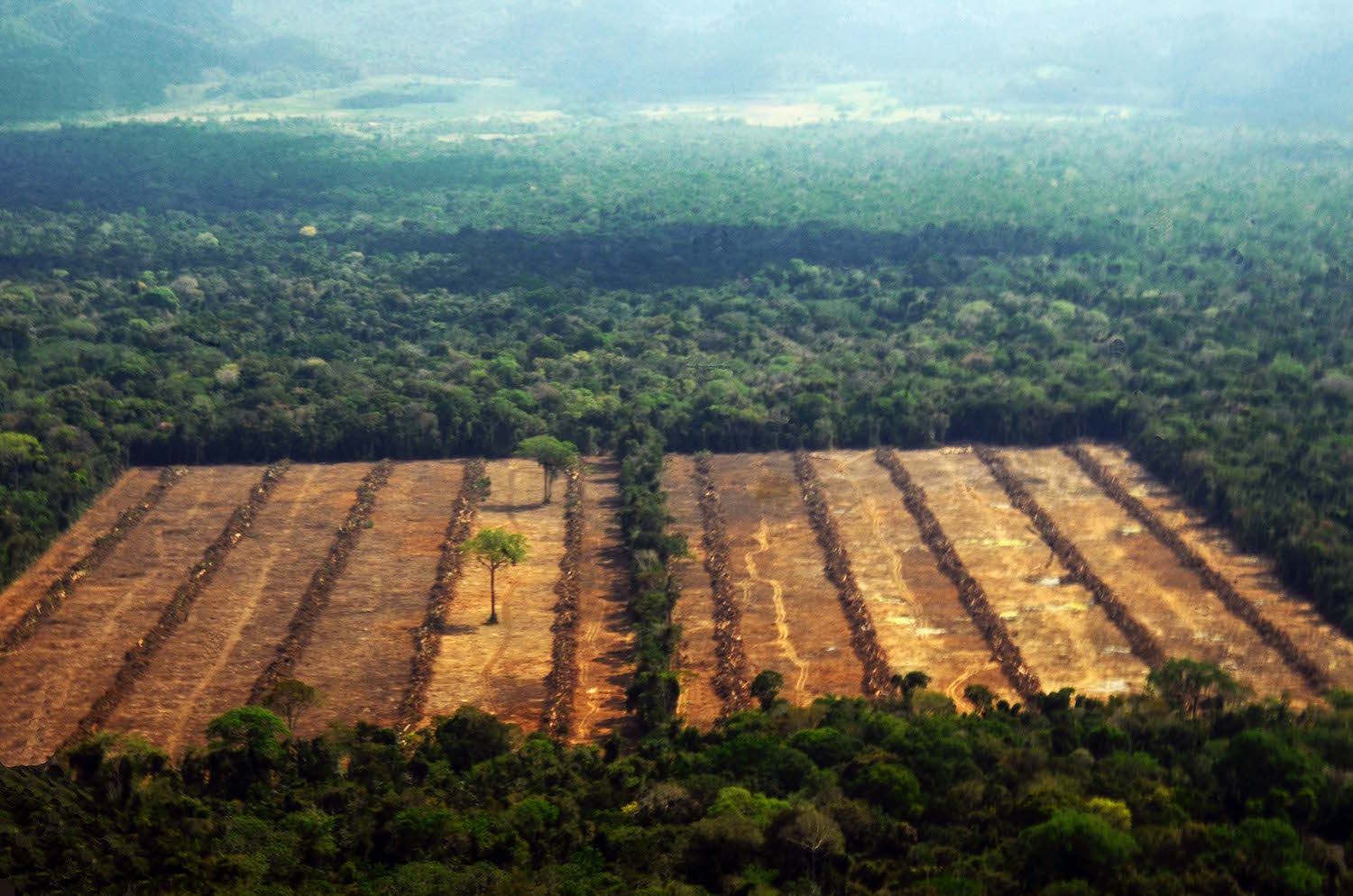 Colombia reafirmó un nuevo compromiso contra la deforestación