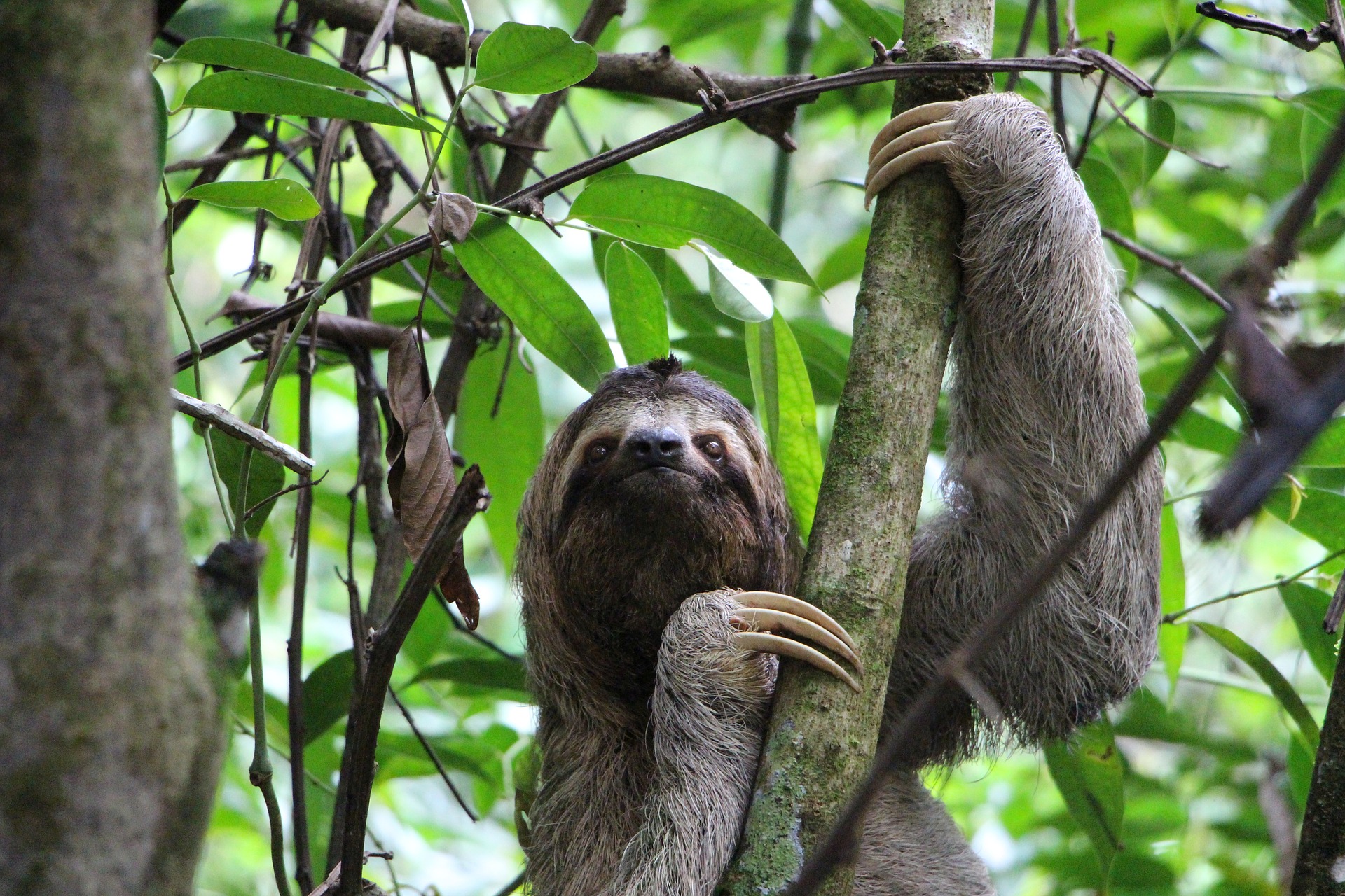 Animal Bank: para apasionados por la conservación