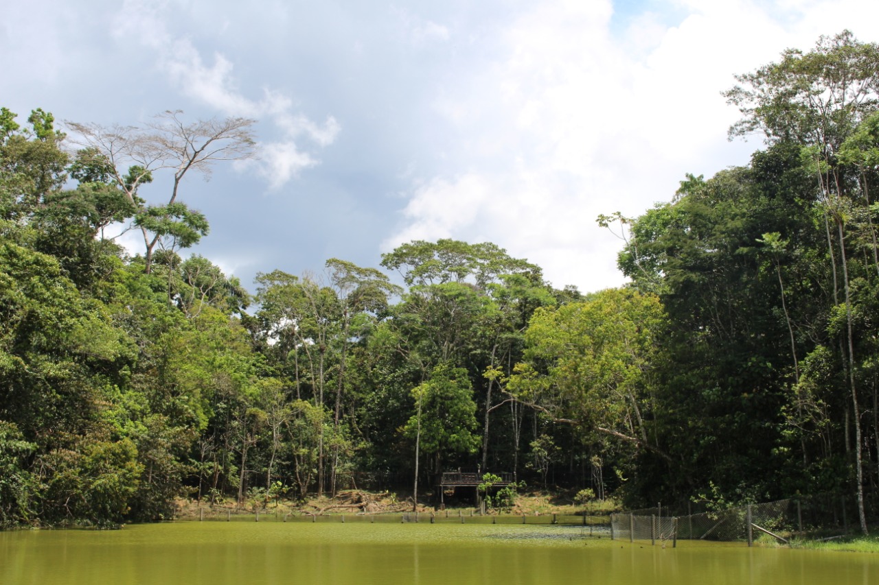 Disminuyen las alertas de deforestación en la Amazonia colombiana