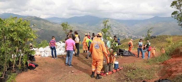 Cali avanza en la recuperación arbórea del Cerro Cristo Rey