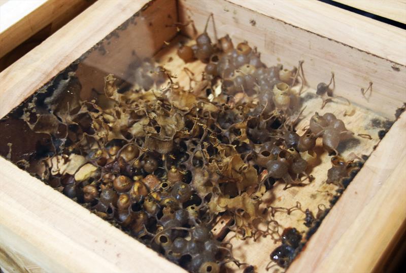 Curitiba se consolida como pionera en el cuidado de las abejas