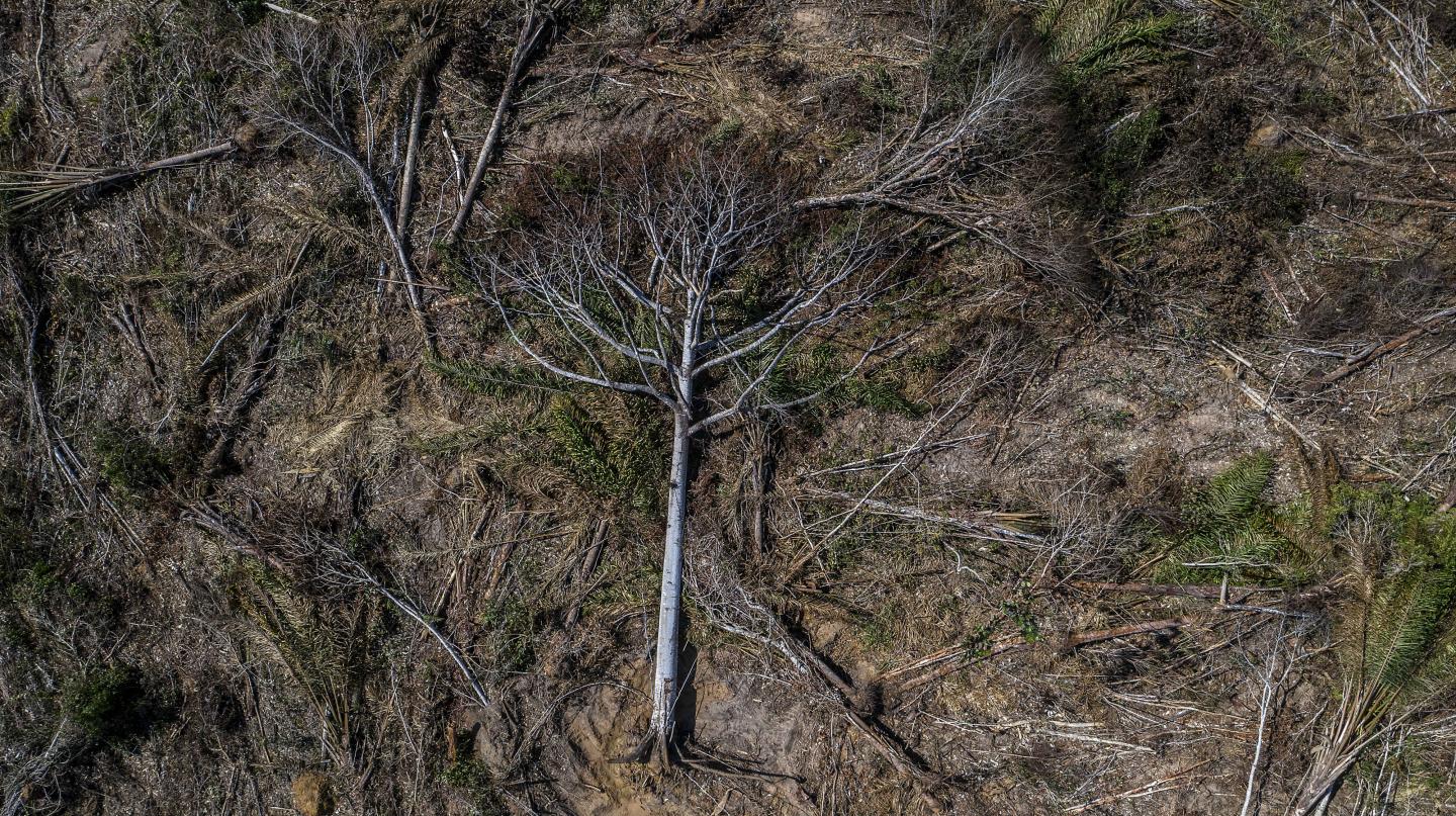 La deforestación de la Amazonia y la cantidad de incendios en 2019 no fue ‘normal’