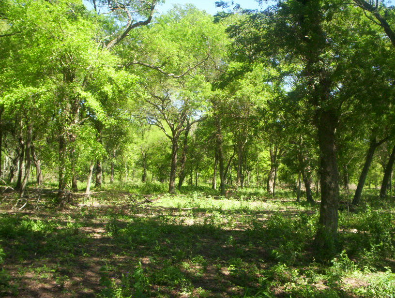 Presentan nuevo informe sobre situación de bosques nativos en Argentina