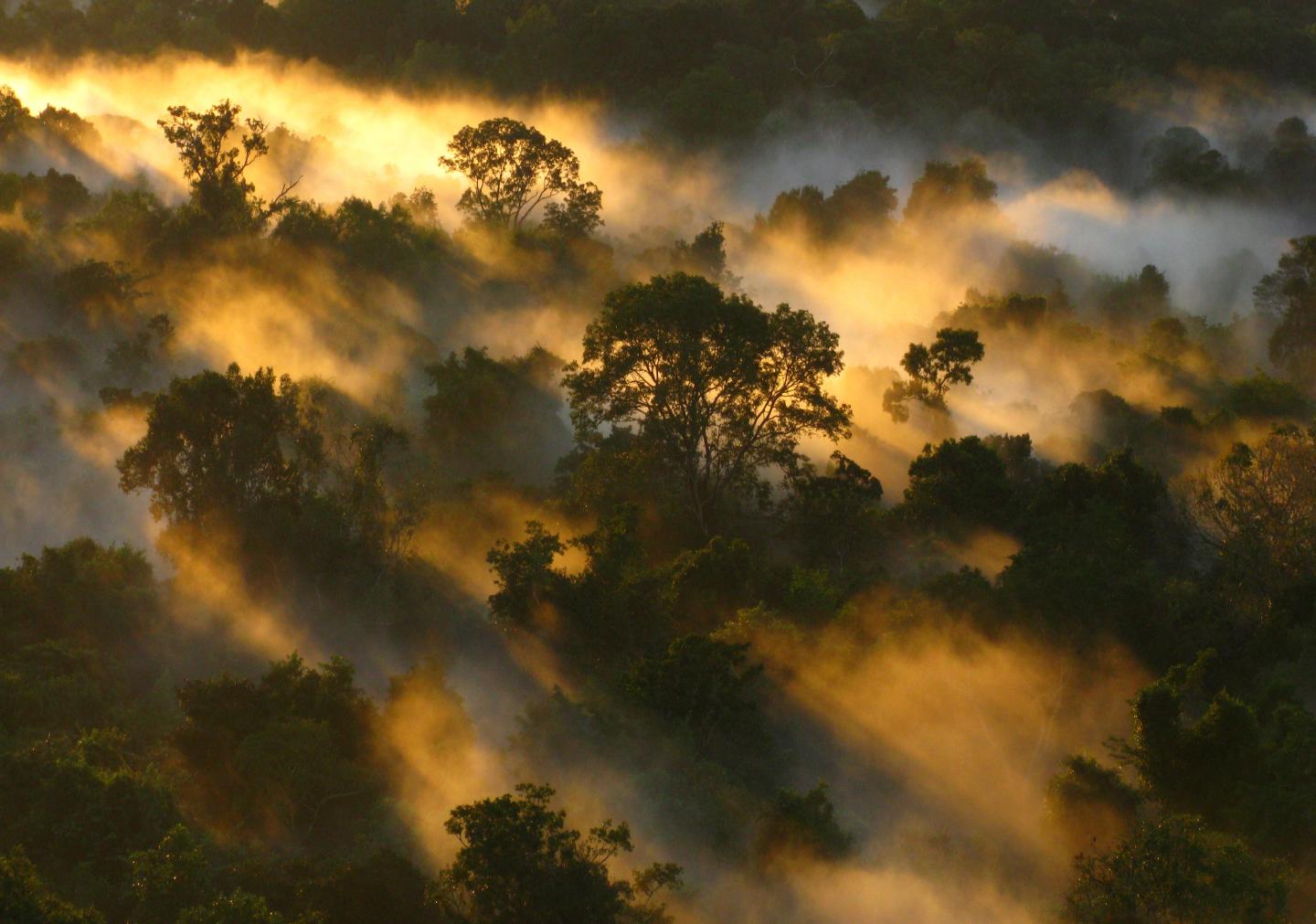 Los bosques están perdiendo la capacidad de eliminar carbono