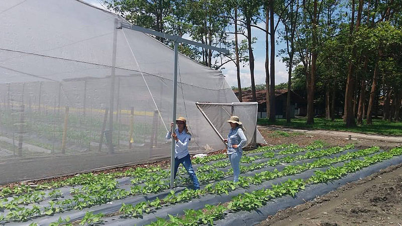 Cultivar más con menos agua, reto futuro para la agricultura