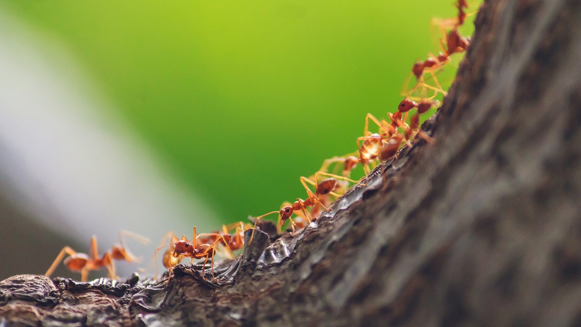 Increíble: Hormigas inspiran algoritmos que reducen en 50 % emisiones de gases en transporte