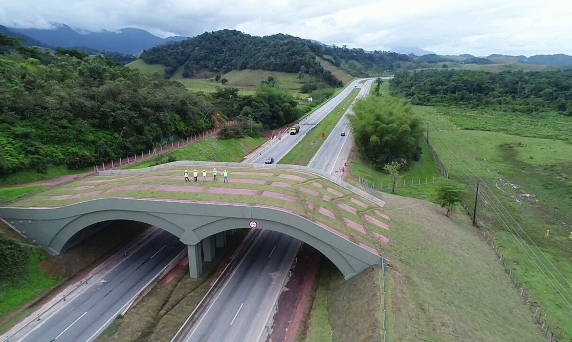 Infraestructura vial es construida para proteger a la fauna