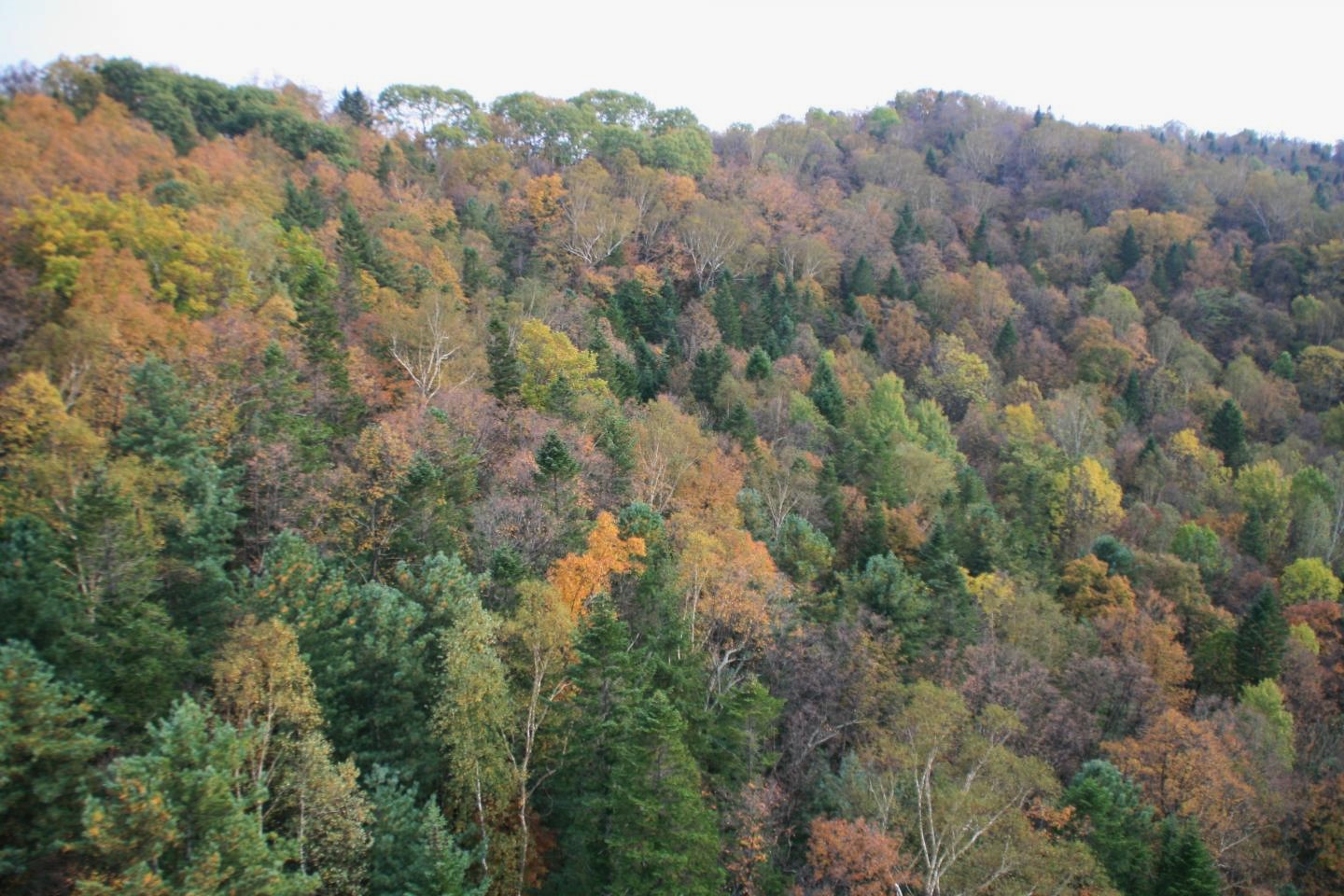 China muestra por qué en los bosques las especies más comunes son esenciales para los ecosistemas