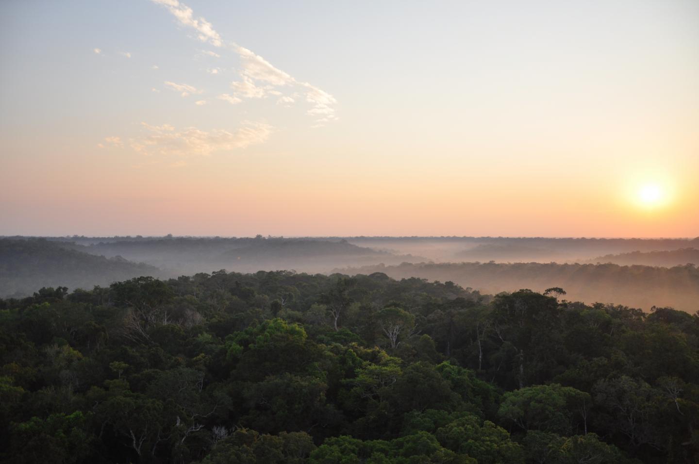 Algunas regiones de la selva amazónica son más resistentes al cambio climático de lo que se pensaba