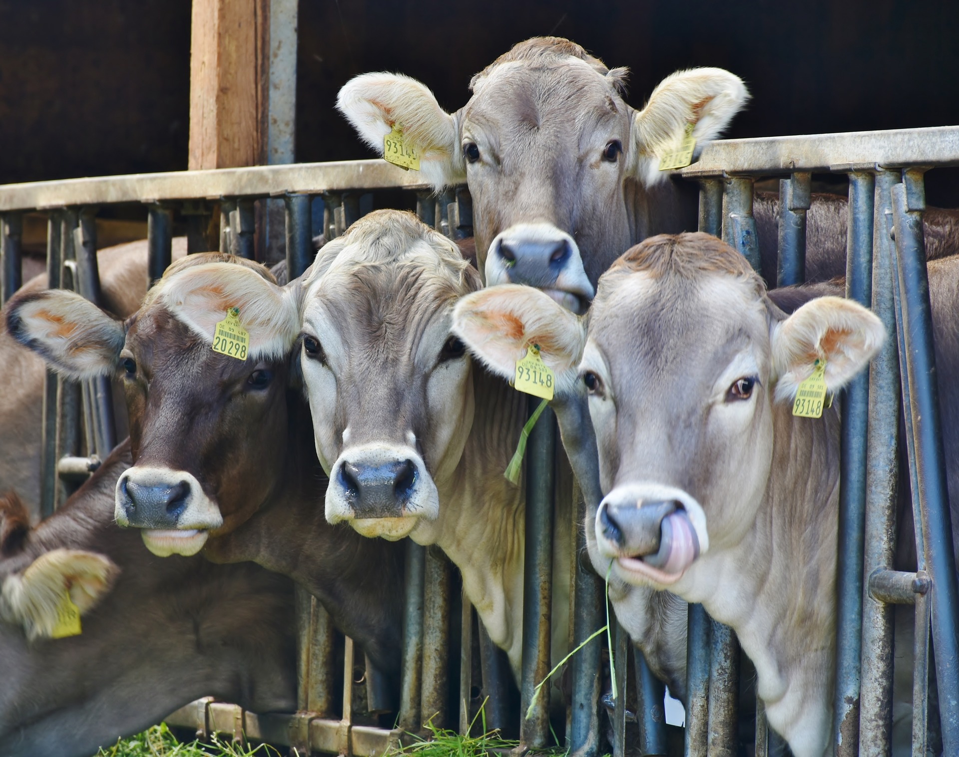Investigadores aplican inteligencia artificial a la ganadería para optimizar la producción de carne