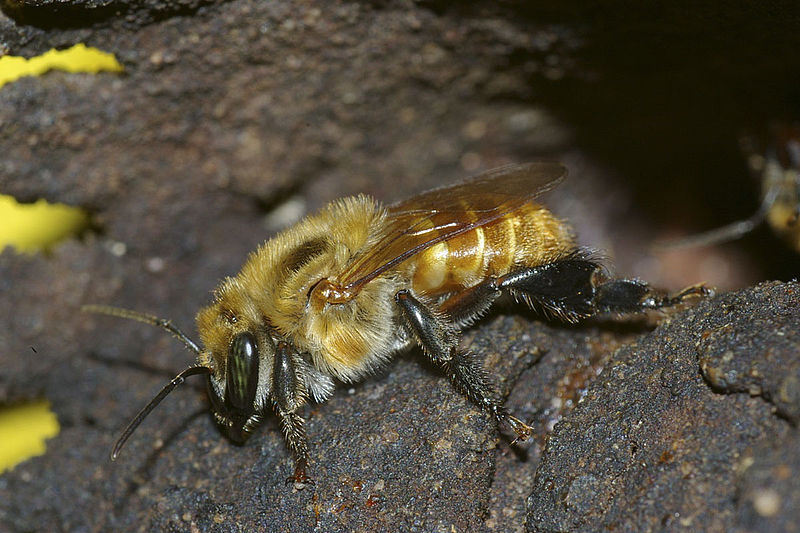 Cambio climático afectaría a las abejas angelita en Colombia