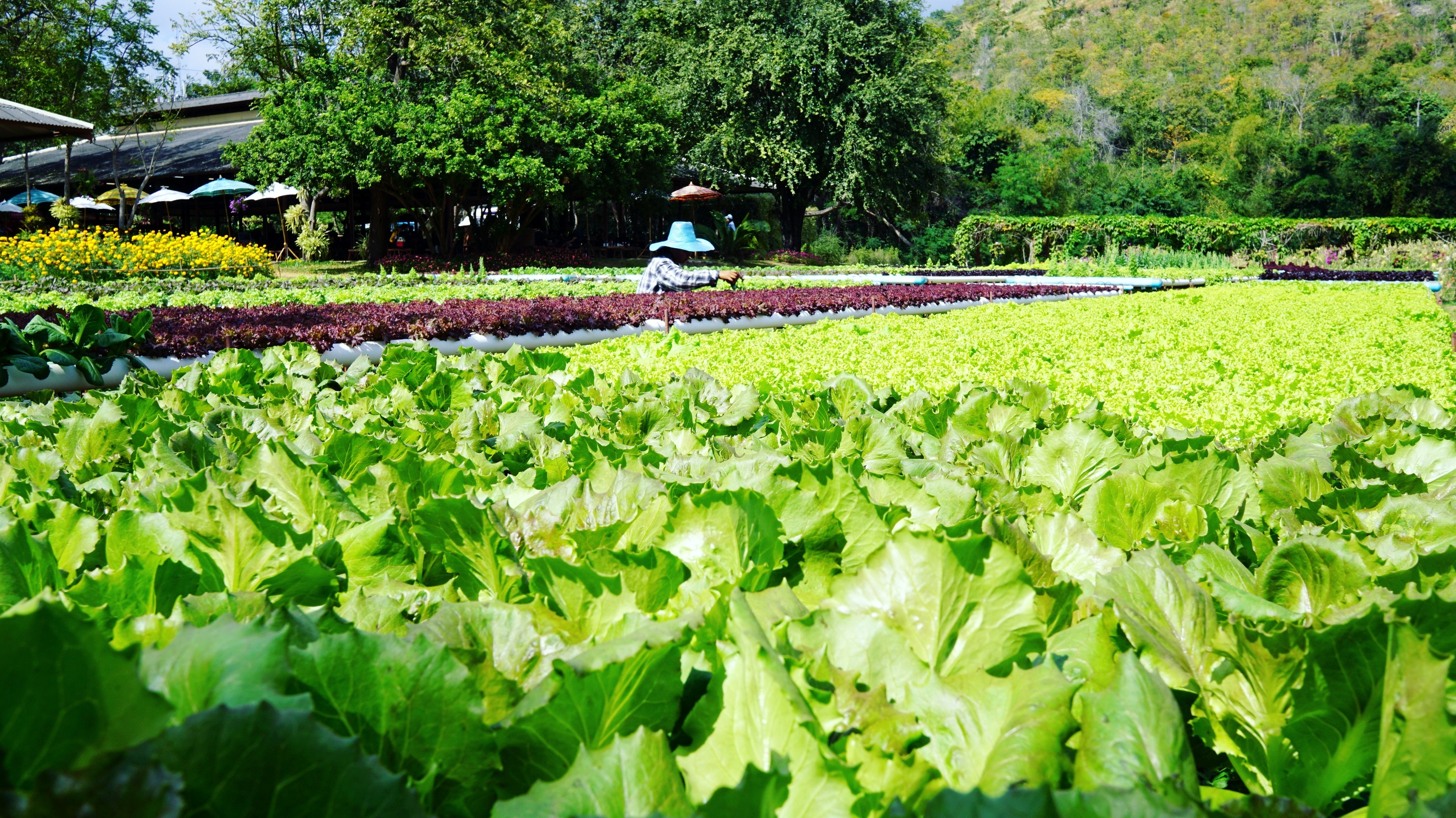 El cambio climático amenaza un tercio de la producción mundial de alimentos