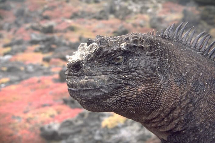 Plástico en el mar, playas y animales de Galápagos