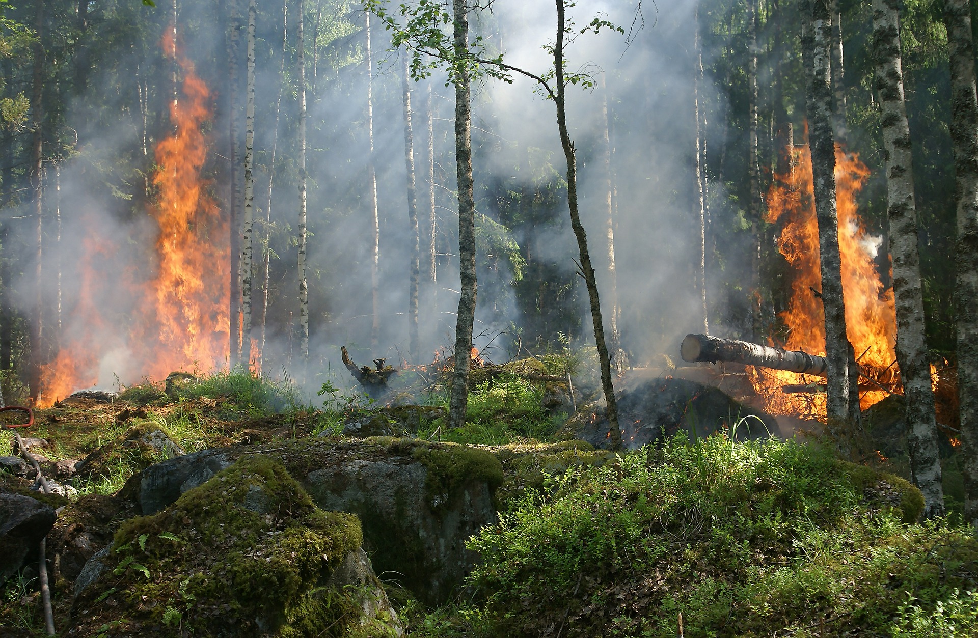 Incendios forestales afectan a toda Latinoamérica