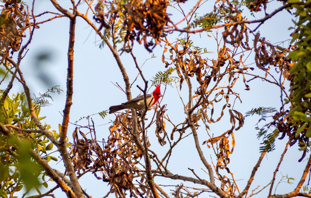 Biodiversidad - Asunción